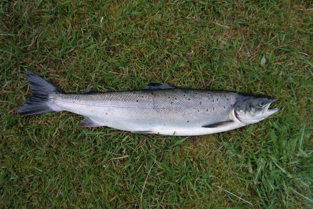 Holmset Camping And Fishing Namdalseid Bagian luar foto